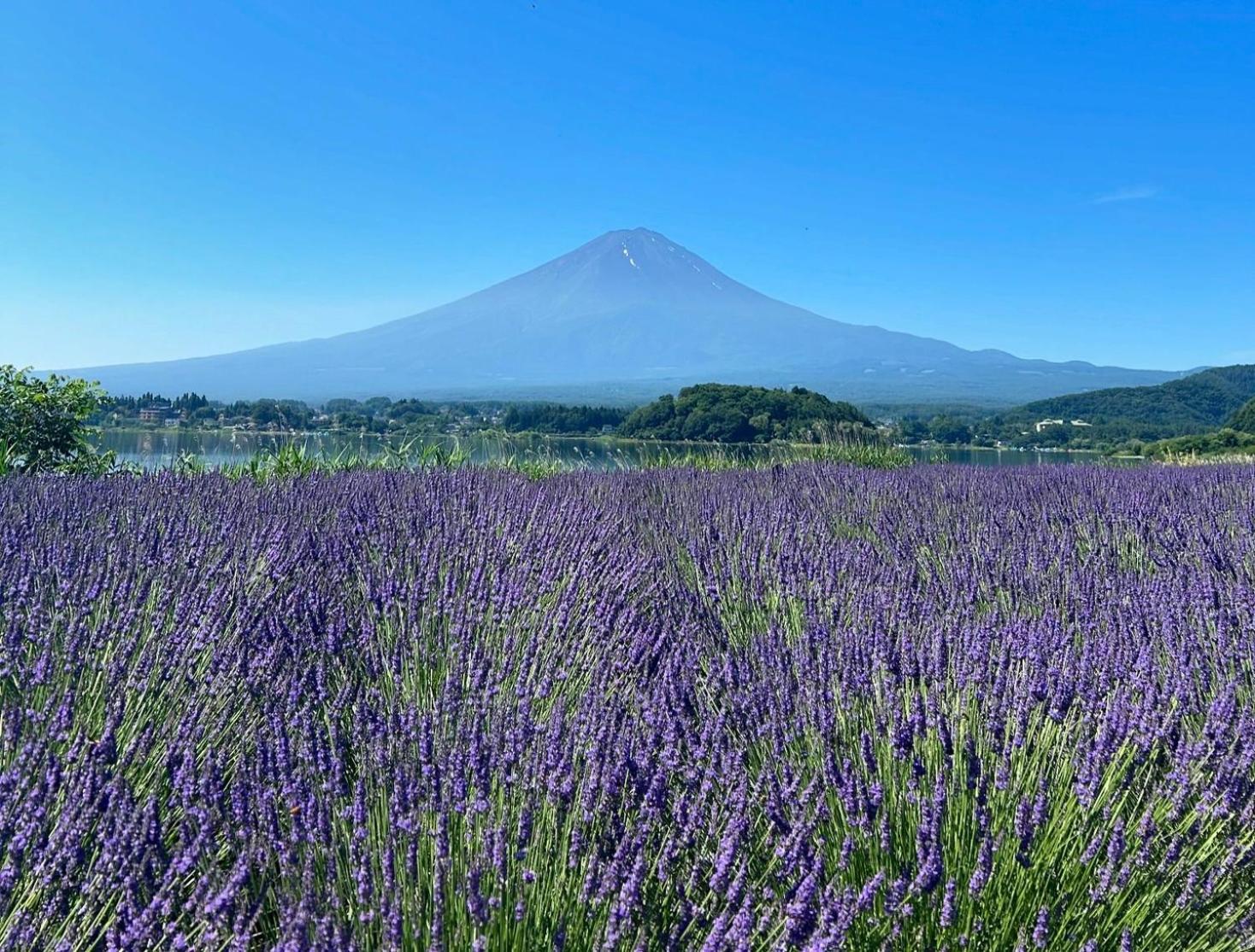 Fuji Fumoto Forest Hotspring ふもとの森温泉 فوجيكاواجوتشيكو المظهر الخارجي الصورة